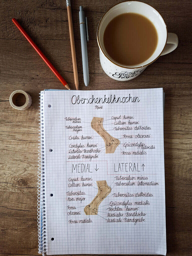 Palpationspunkte Oberarmknochen (Humerus)