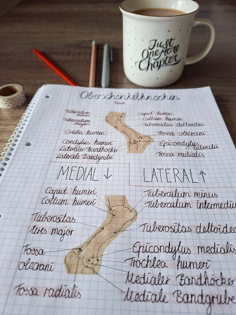 Übersicht Oberarmknochen (Humerus)