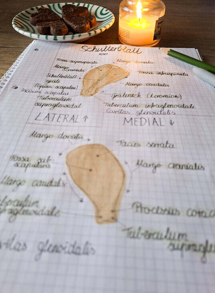 Übersicht Schulterblatt (Scapula)