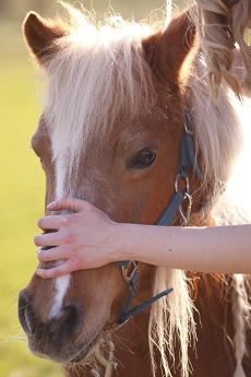 Warum zeigen Tiere keine Schmerzen?